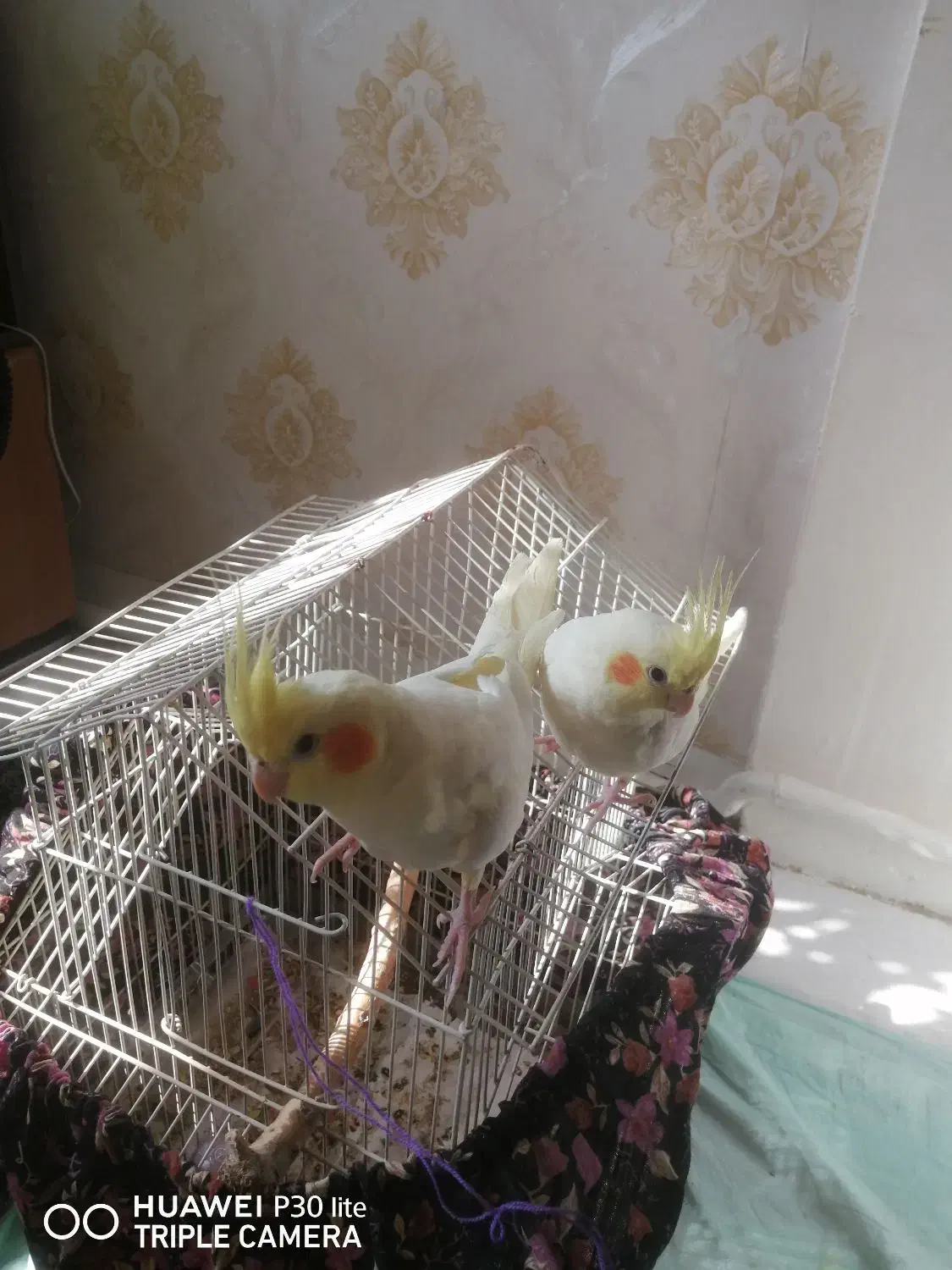 عروس هلندی|پرنده|کرج, شهرک امام رضا (ع)|دیوار