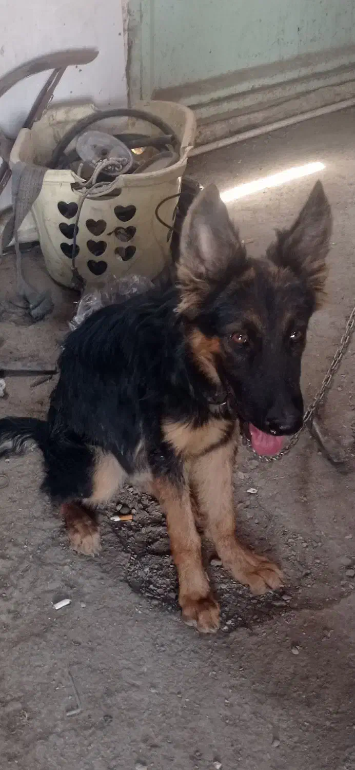 یه قلاده ماده هفت ماهه ژرمن شولاین|سگ|بندر امام خمینی, |دیوار