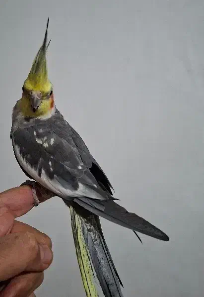 عروس هلندی آرام|پرنده|ماکو, |دیوار