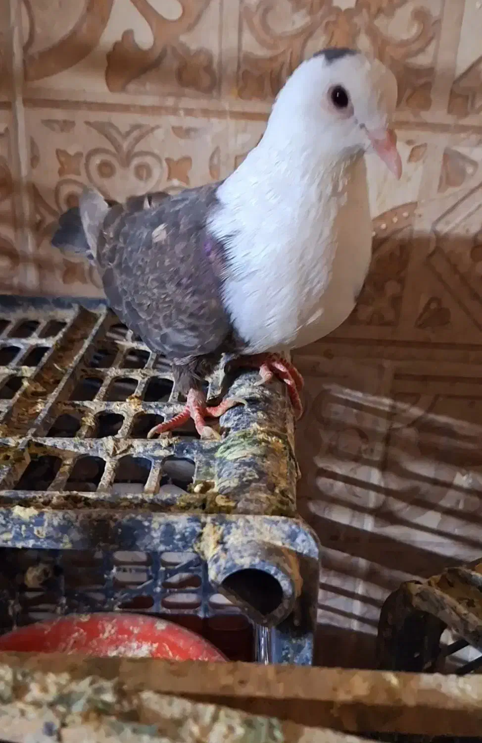 کله سفید مخملی|پرنده|نوده انقلاب, |دیوار