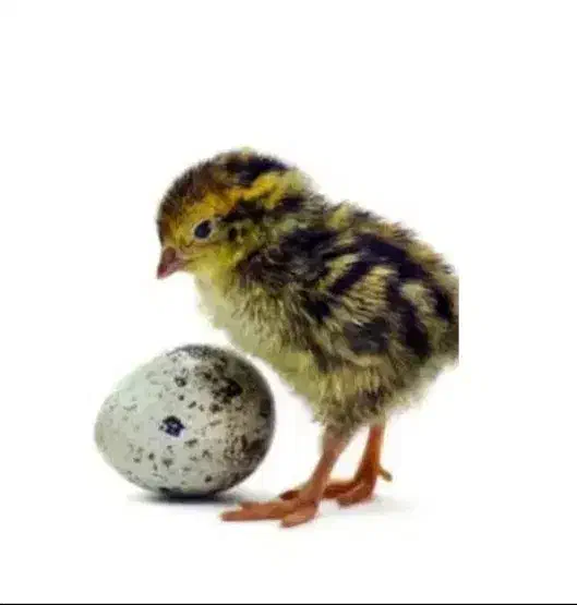 جوجه بلدرچین یک روزه|عمدهفروشی|حمیدیا, |دیوار