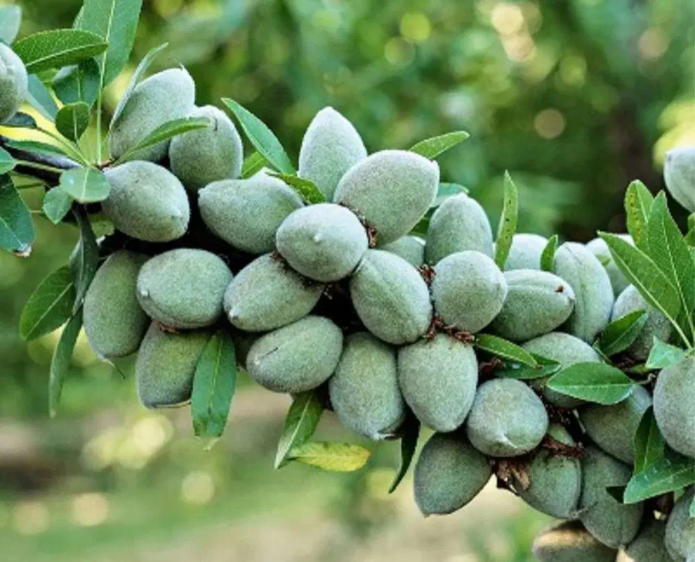 بادام دیرگل پیوندی|خدمات باغبانی و درختکاری|بروجرد, |دیوار