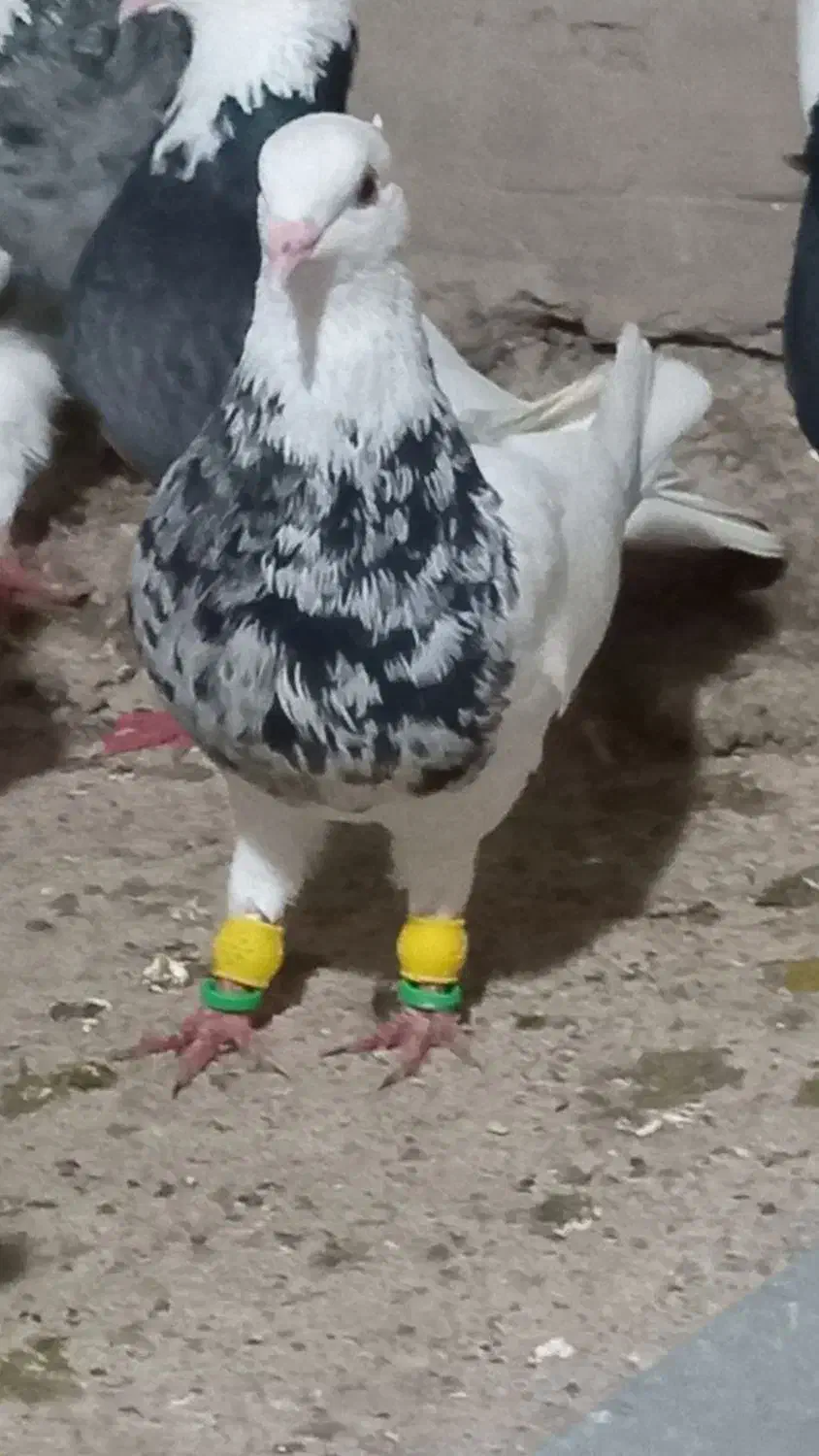 رنگی درجه یک|پرنده|گتوند, |دیوار