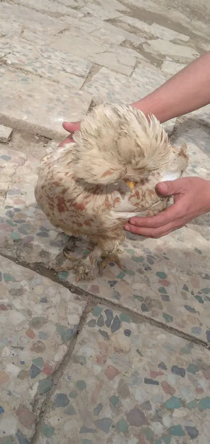 مرغ سلطان|حیوانات مزرعه|ماهدشت, |دیوار