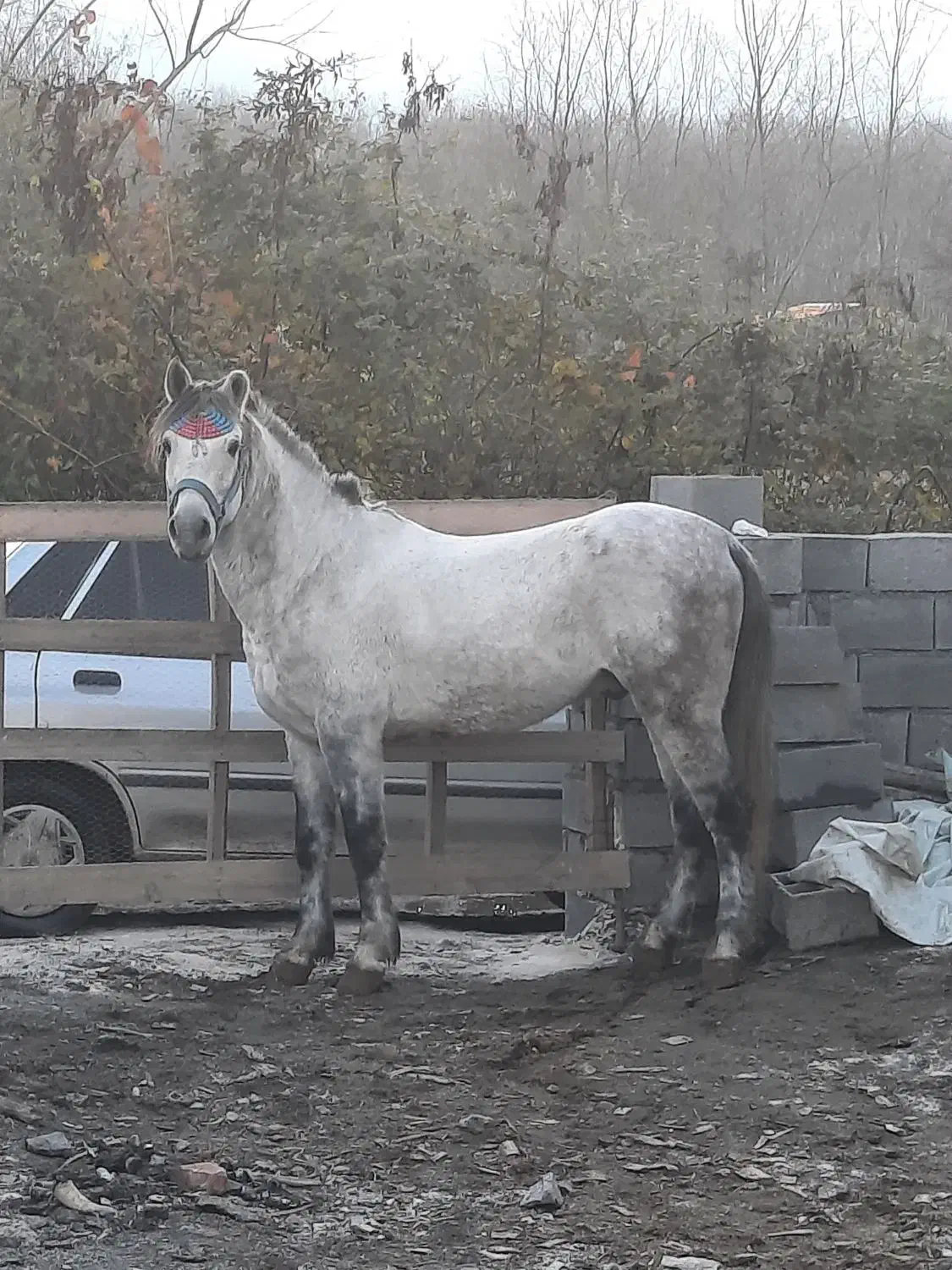 اسب باری سواری|اسب و تجهیزات اسب‌سواری|نور, |دیوار