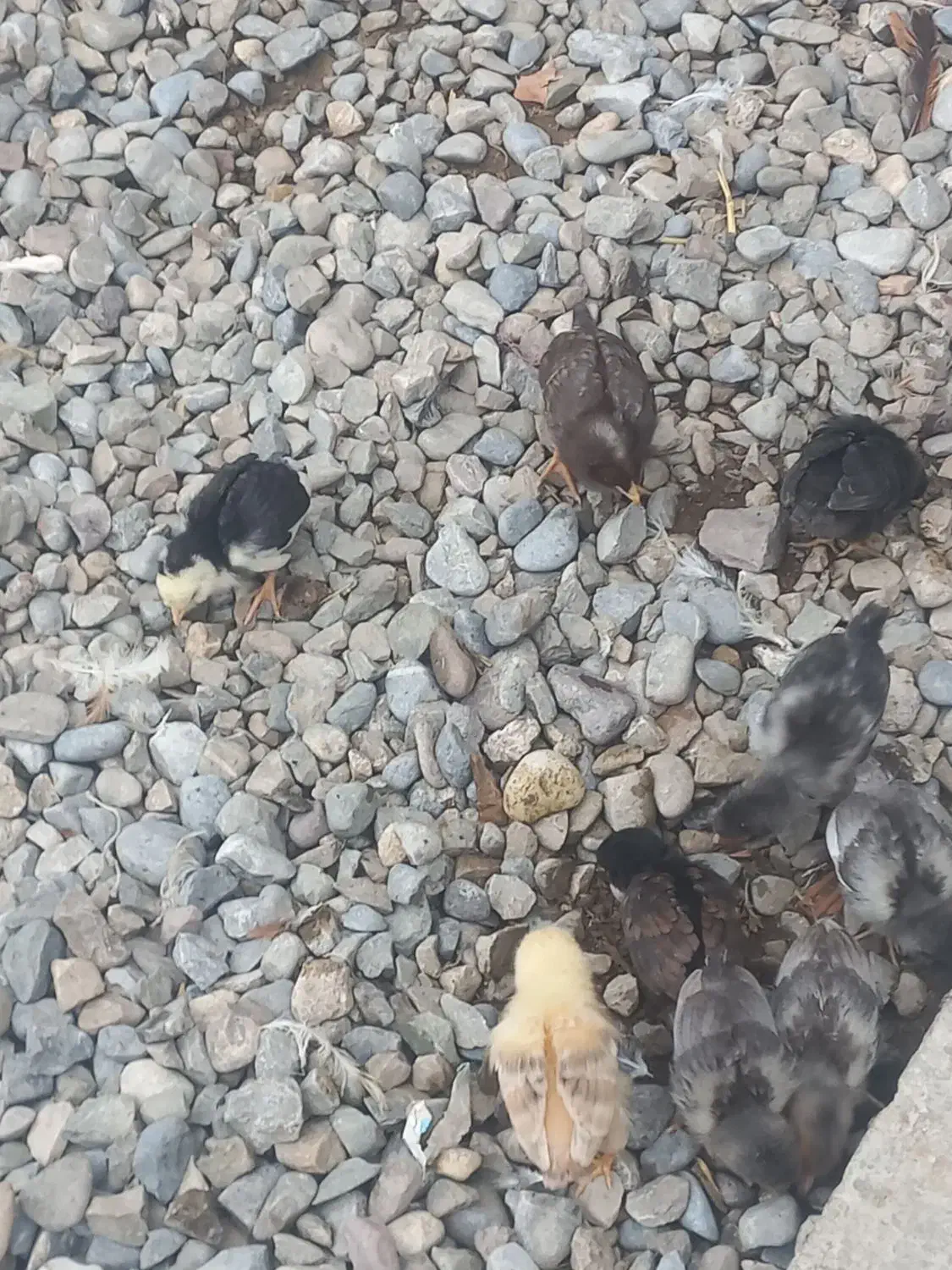 جوجه ۱ ماهه سالم وسرحال|حیوانات مزرعه|آق قلا, |دیوار