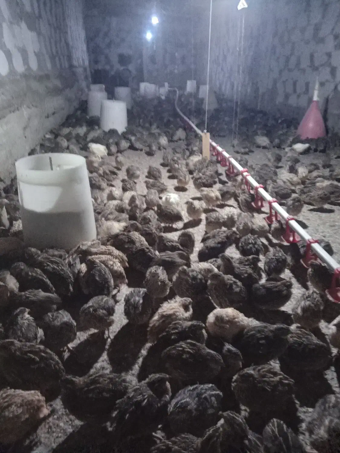 فروش بلدرچین اصل وارمین|حیوانات مزرعه|اطاقور, |دیوار