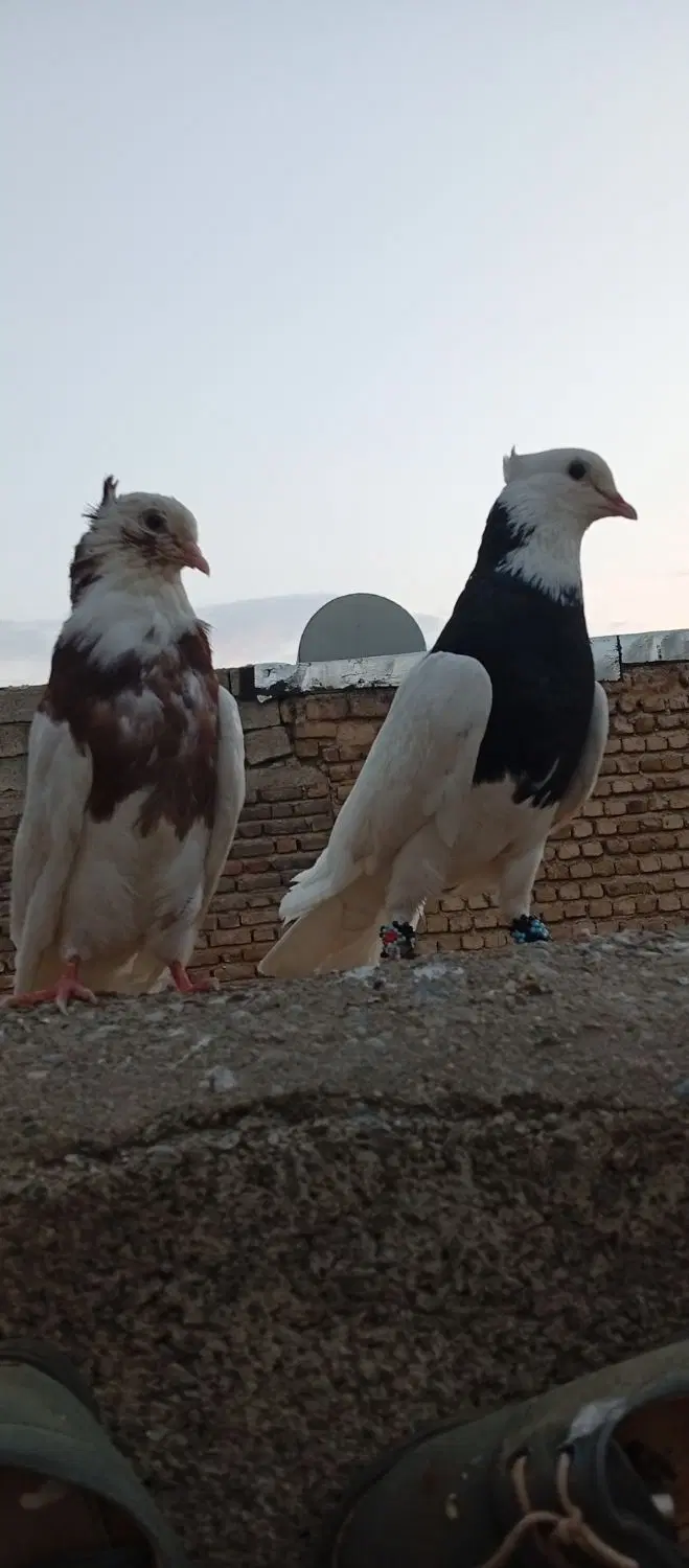 کبوتر|پرنده|درب گنبد, |دیوار