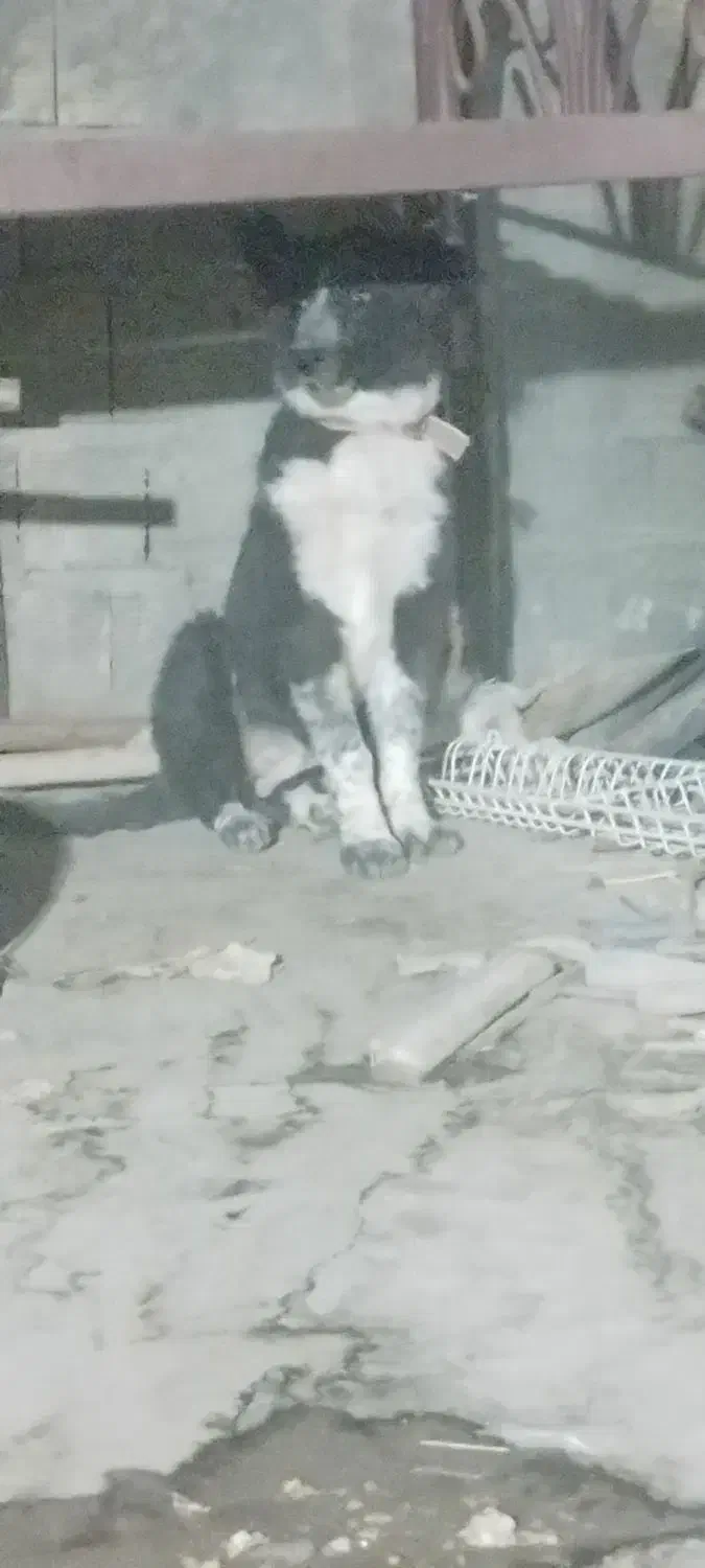 توله ماده قدرجونی هشت ماهه|سگ|فولادشهر, بوستان خلیج فارس|دیوار