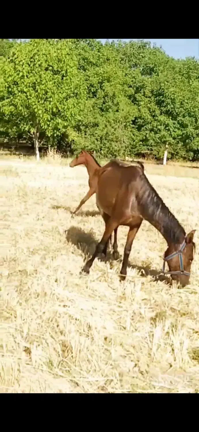 مادیون ترکی|اسب و تجهیزات اسب‌سواری|اقلید, |دیوار