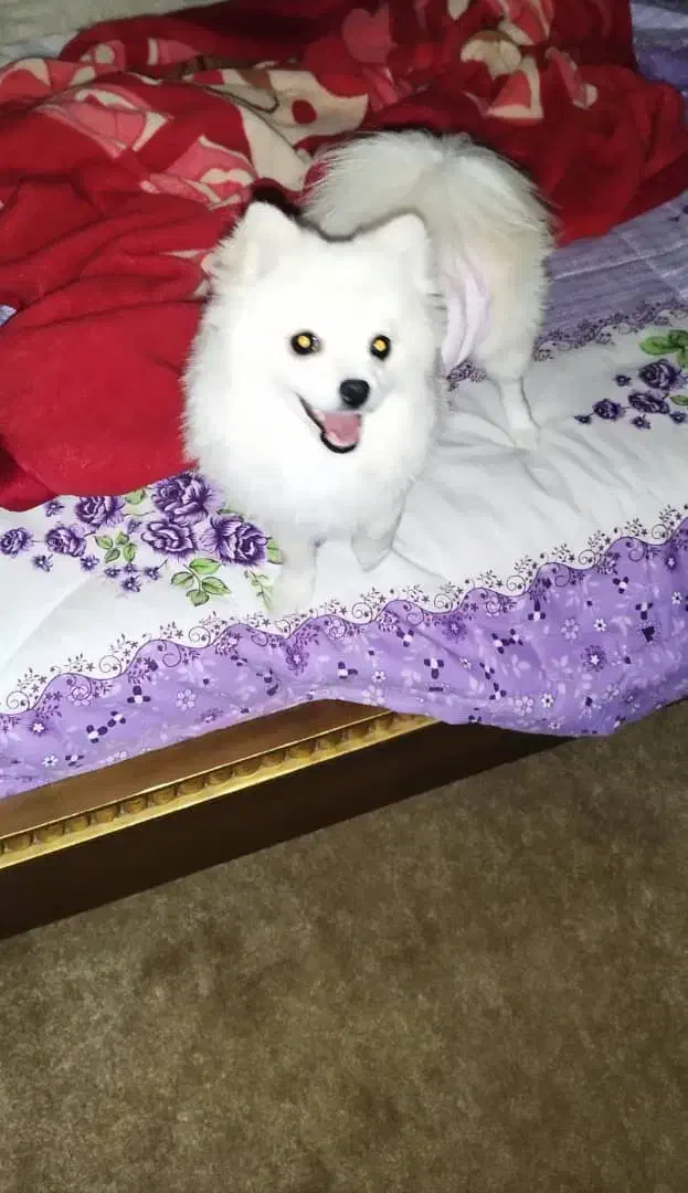 فروش، سگ ماده کاملاآموزش دیده|سگ|بافت, |دیوار