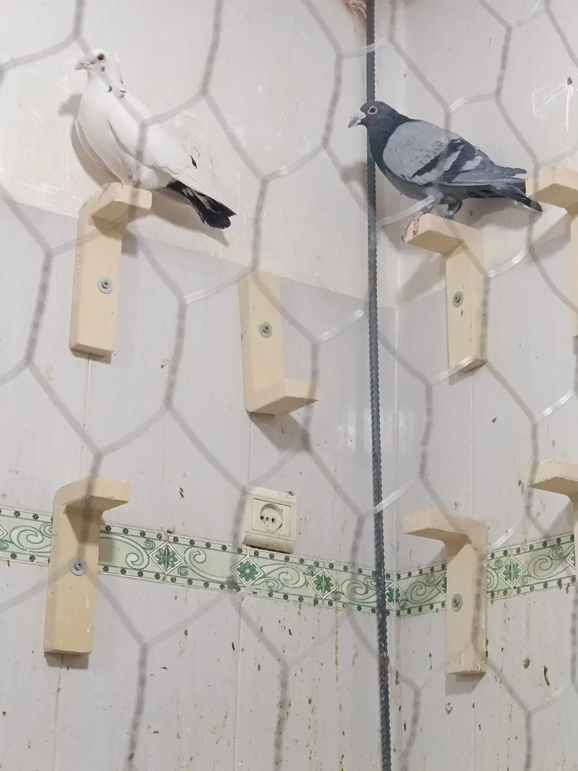 کفتر|پرنده|خاش, |دیوار