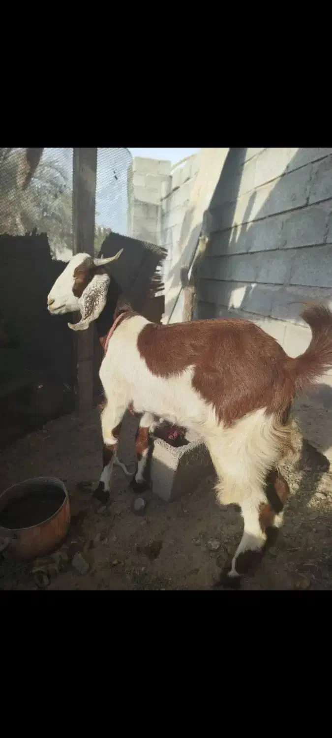 فروشی|حیوانات مزرعه|میناب, |دیوار