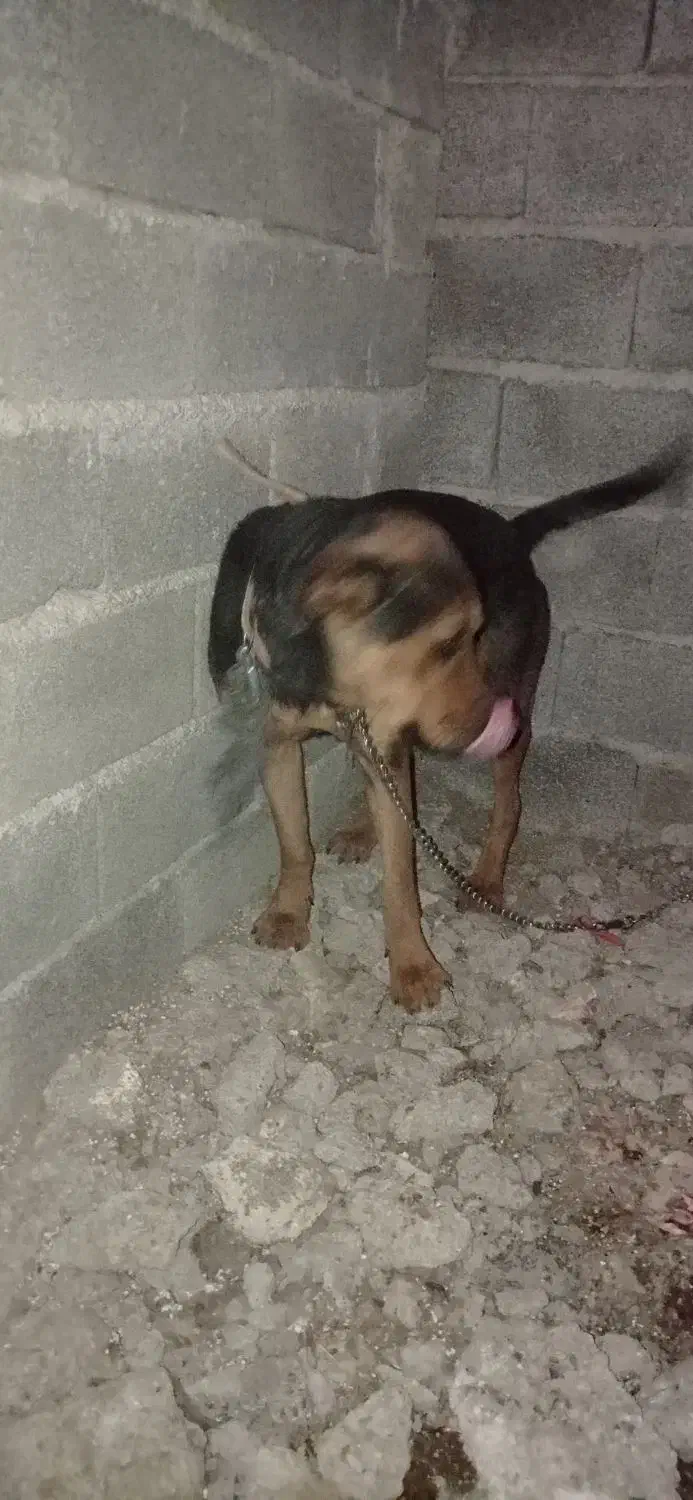 توله سگ روتوایلر نژاد دار ماده ۱۰ ماهه واکسن زده|سگ|خوش‌رودپی, |دیوار