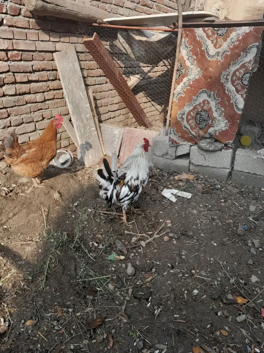 خروس زیبا ومحلی زرنگ|حیوانات مزرعه|محمدبار, |دیوار