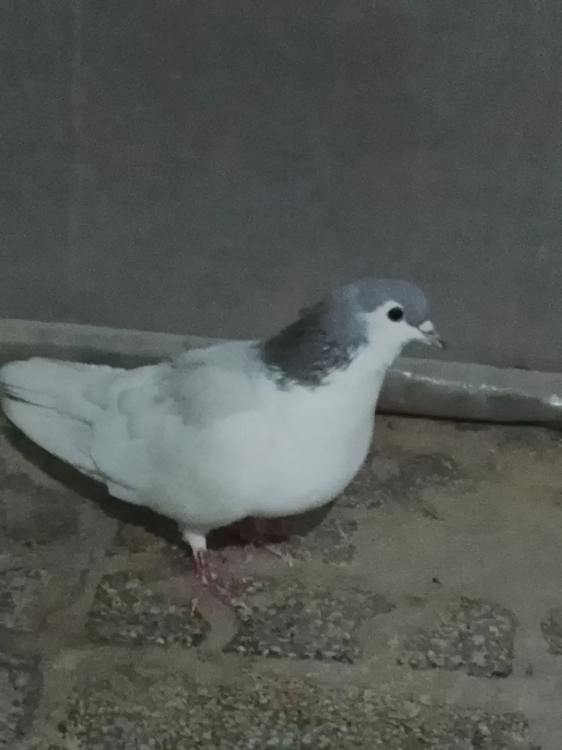 چپ ماده جوان|پرنده|مشهد, شهید قربانی|دیوار