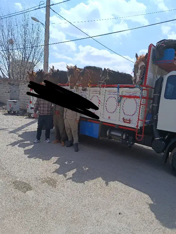 پنجاه عدد اسب  قیمت از ۱۶ تومن تا ۳۰ تومان|اسب و تجهیزات اسب‌سواری|ارومیه, |دیوار