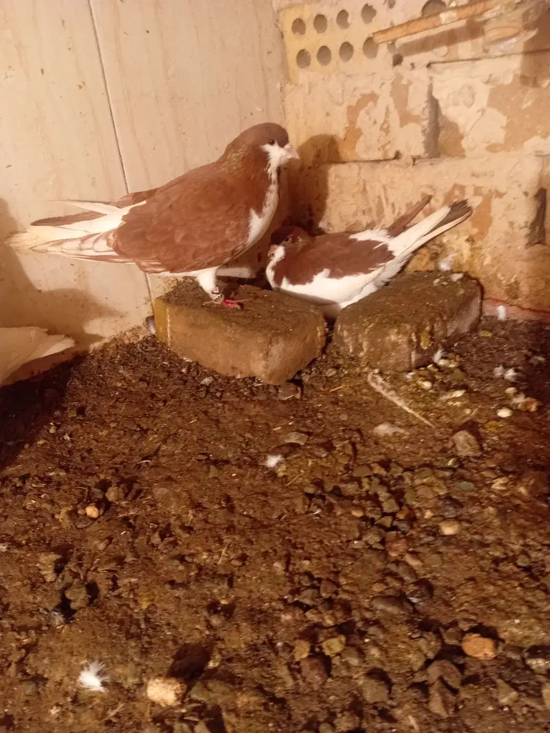 پرنده|پرنده|تربت‌حیدریه, منظر|دیوار