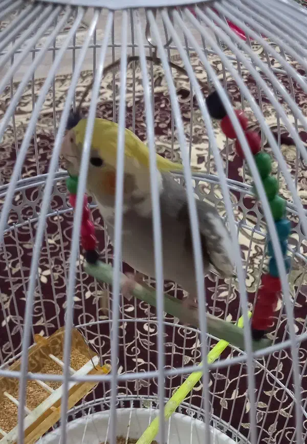 عروس هلندی نر|پرنده|نیشابور, شهید بهشتی|دیوار