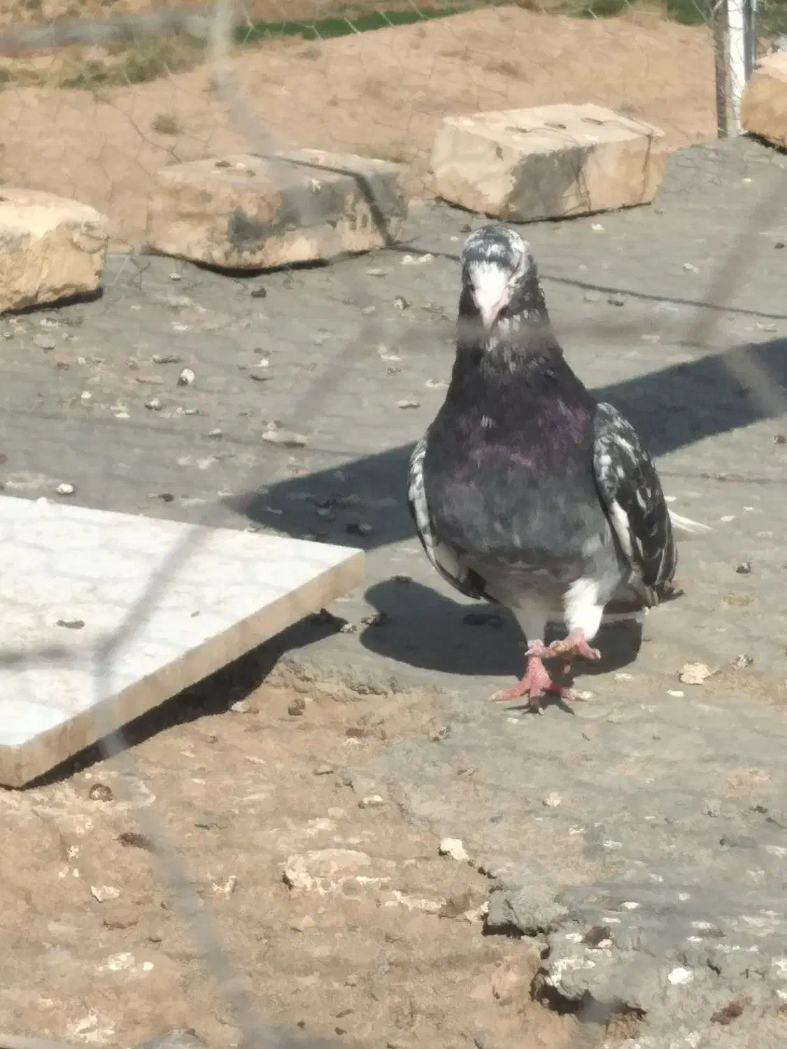 جف زاغ دمسفید پاک|پرنده|بالا ولایت, |دیوار