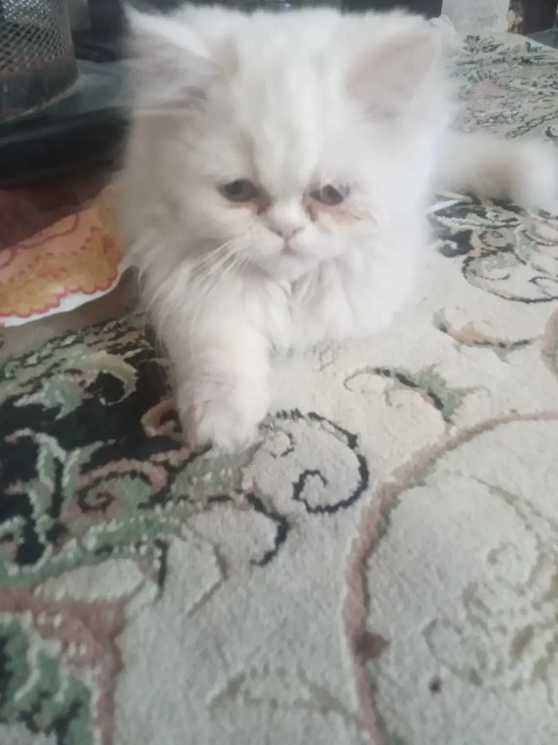 بچه گربه|گربه|ارومیه, |دیوار