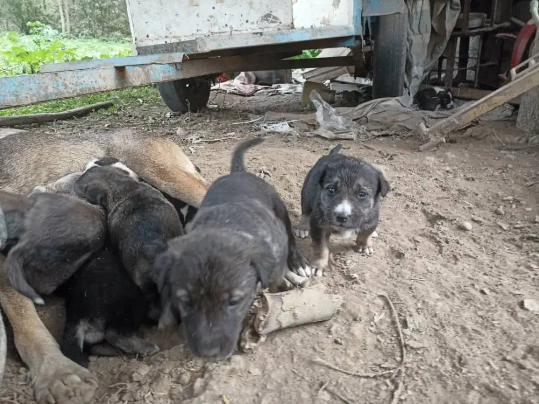 سگ گله و نگهبان (سگ تالشی)|سگ|طاهرگوراب, |دیوار