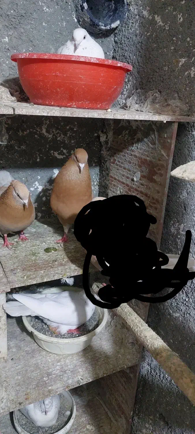 زردای کاشان‌.|پرنده|تویسرکان, |دیوار