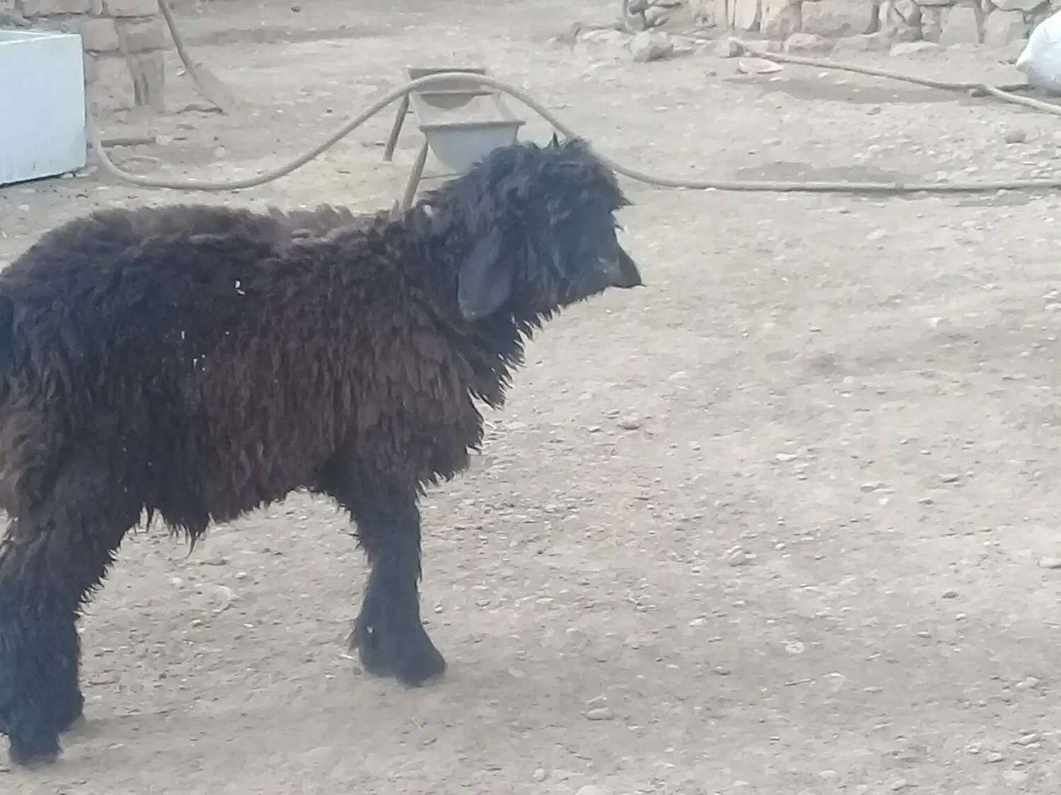 بره داشتی فروشی|حیوانات مزرعه|حمیدیه, |دیوار