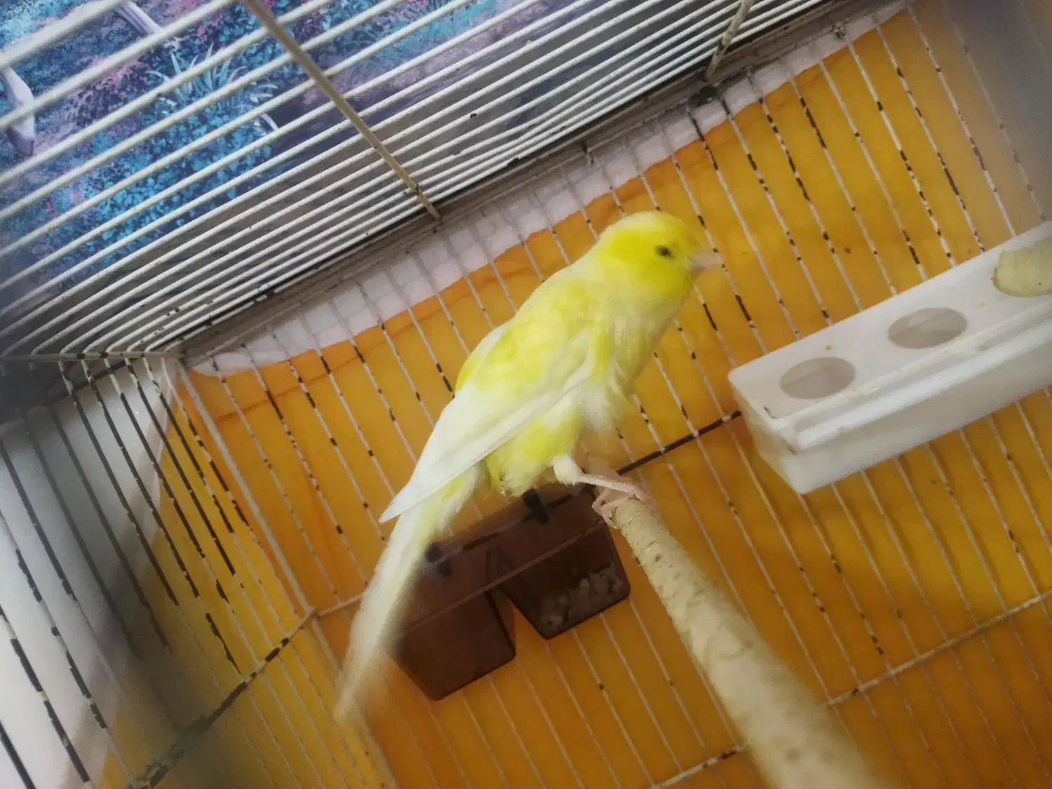 قناری نر حدوداً هفت ماها کشیده بلند|پرنده|فولادشهر, C8|دیوار