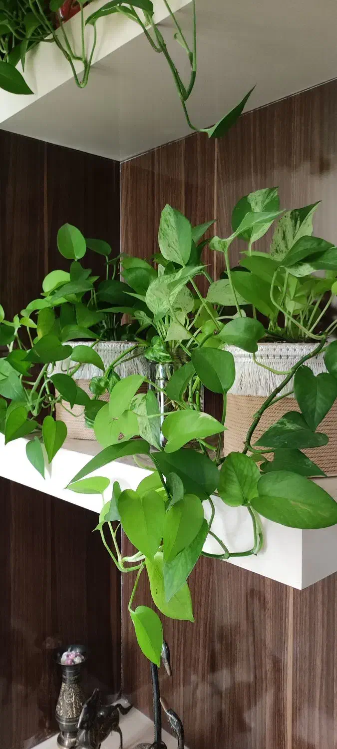 گلدان زیبا کاردست|گل و گیاه طبیعی|مشهد, ایثارگران|دیوار