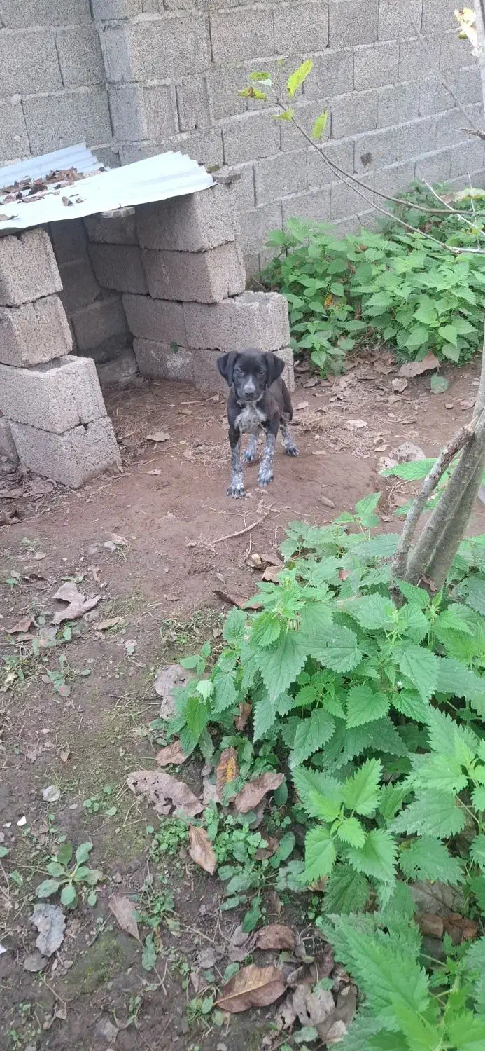 سگ شکاری ماده|سگ|ماکلوان, |دیوار