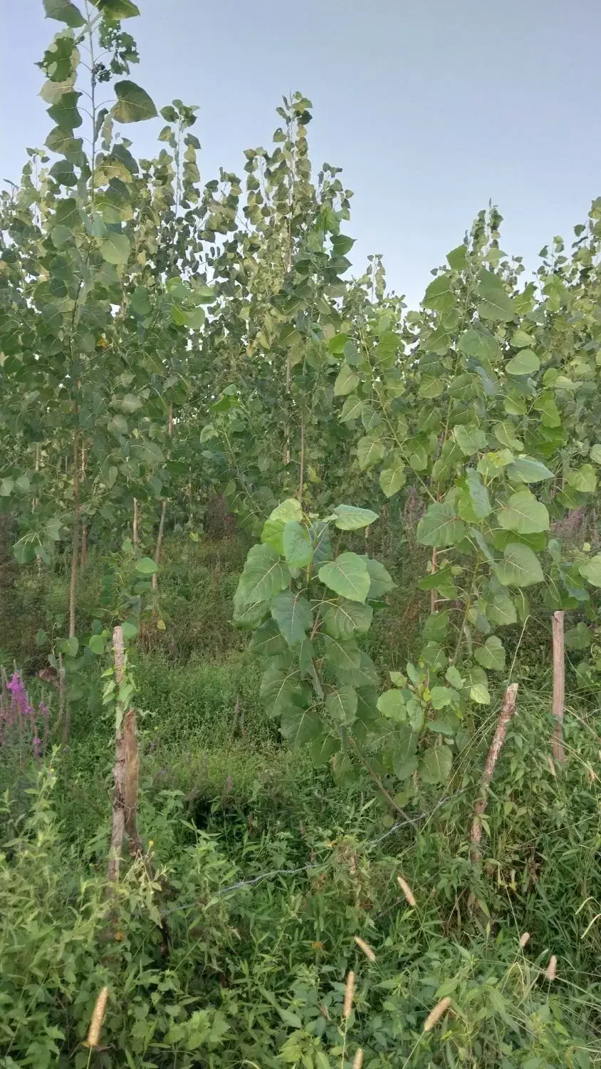 زمین باغی|فروش زمین و ملک کلنگی|احمدسرگوراب, |دیوار