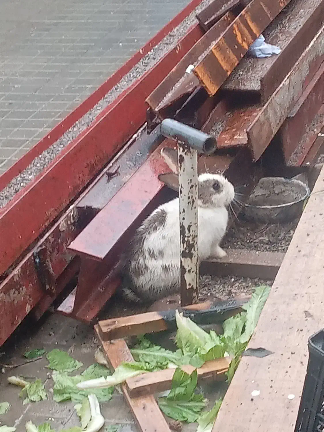 خرگوش|موش و خرگوش|مشهد, بهار|دیوار