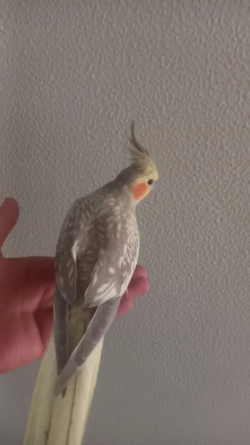 عروس هلندی|پرنده|شاهینشهر, گرگاب|دیوار