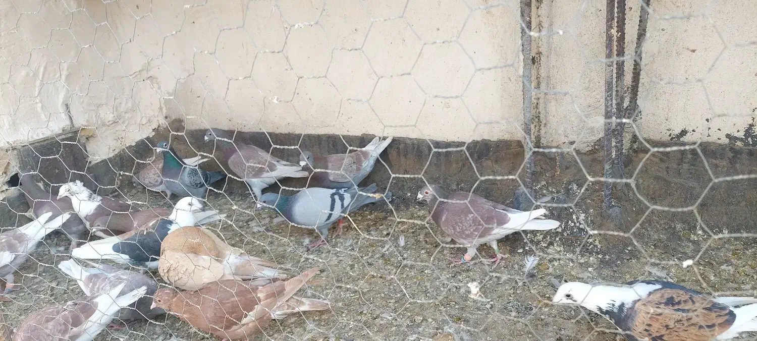 ۲۲ عدد پلاکی پرشی|پرنده|خواف, |دیوار