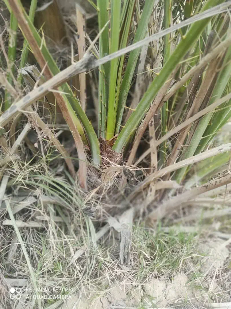 فروش پاجوش دمیت نخل کبکاب آماده ی کاشت|گل و گیاه طبیعی|سعدآباد, |دیوار