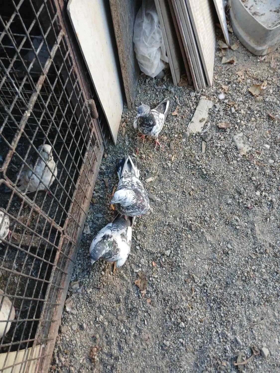 کبوتر خوب سه عدد|پرنده|صفادشت, |دیوار