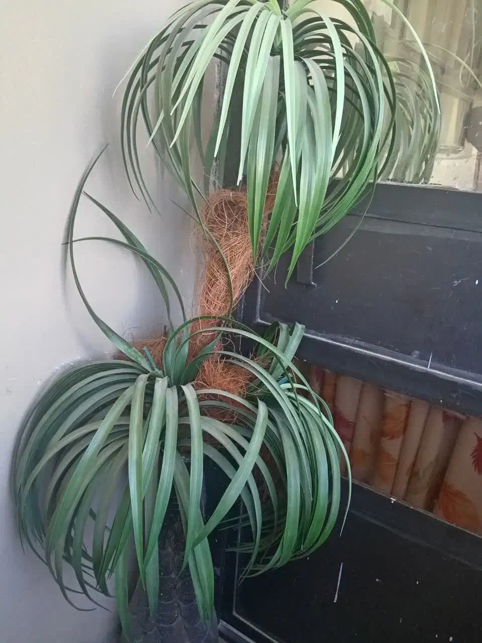 نخل مصنوعی|گل مصنوعی|بیرجند, |دیوار