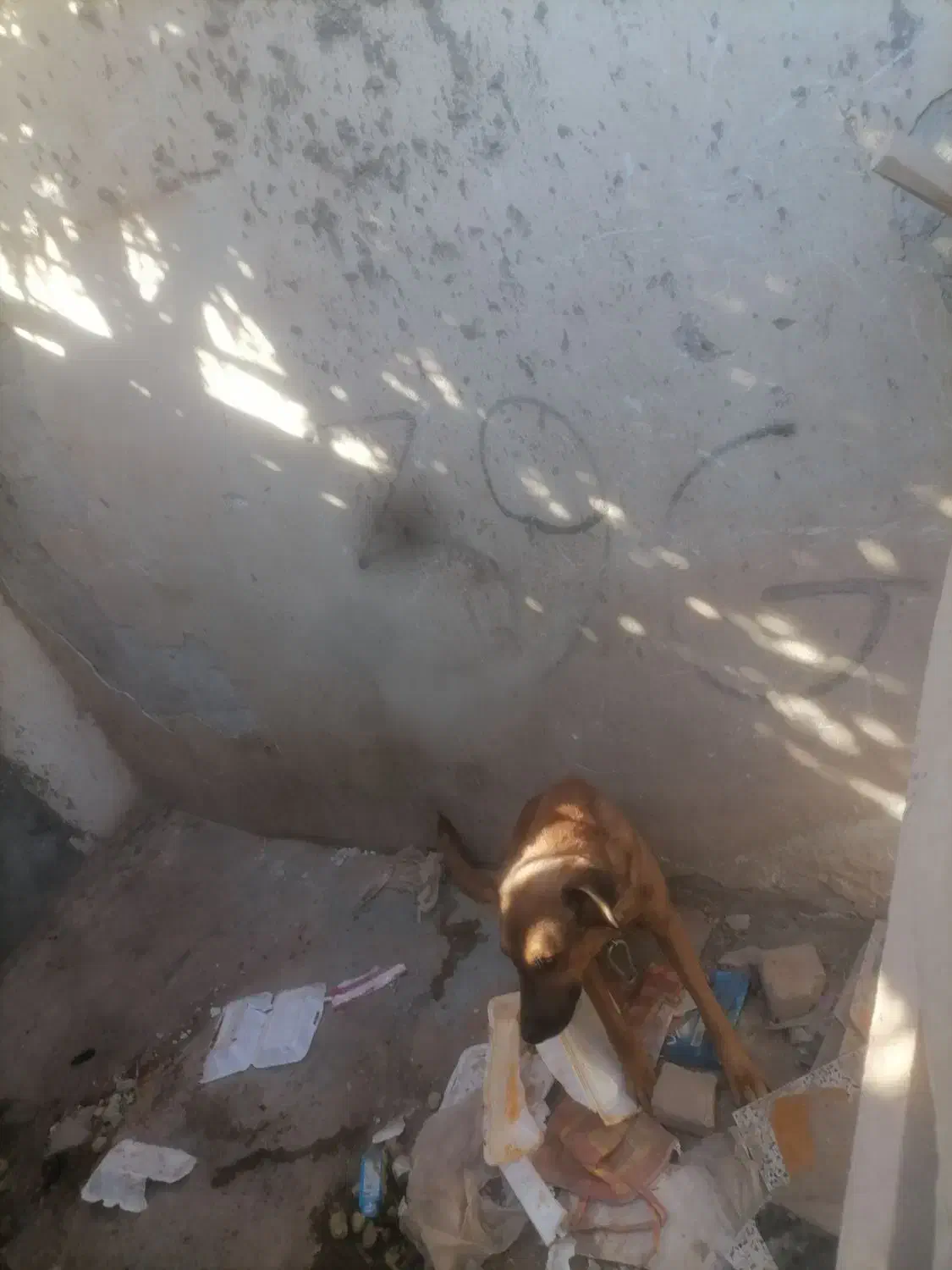 واگذاری سگ|سگ|بم, |دیوار