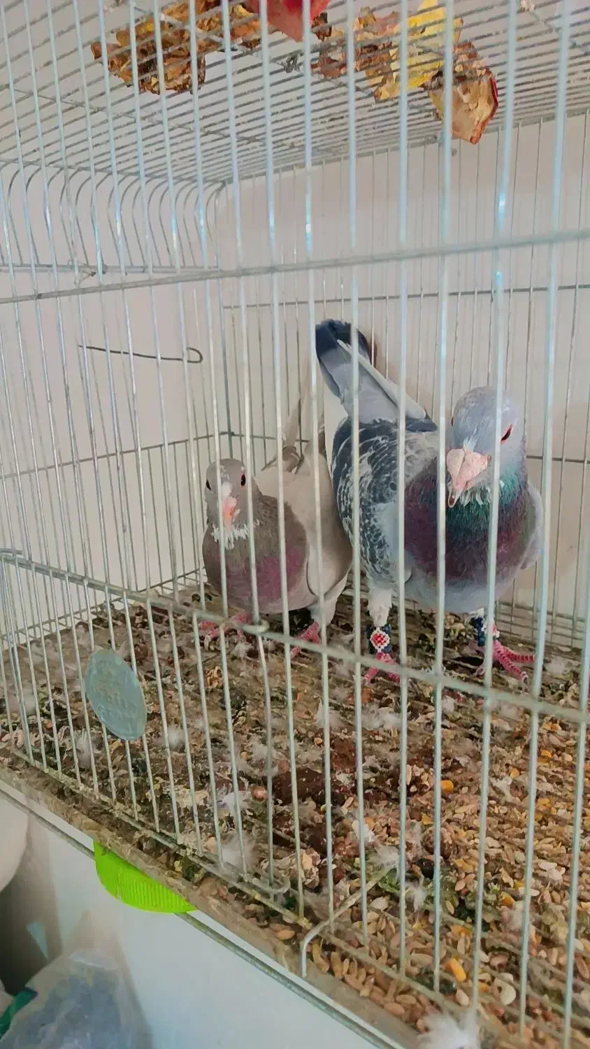 نر بدرنگ  پلنگ|پرنده|لاله زار, |دیوار