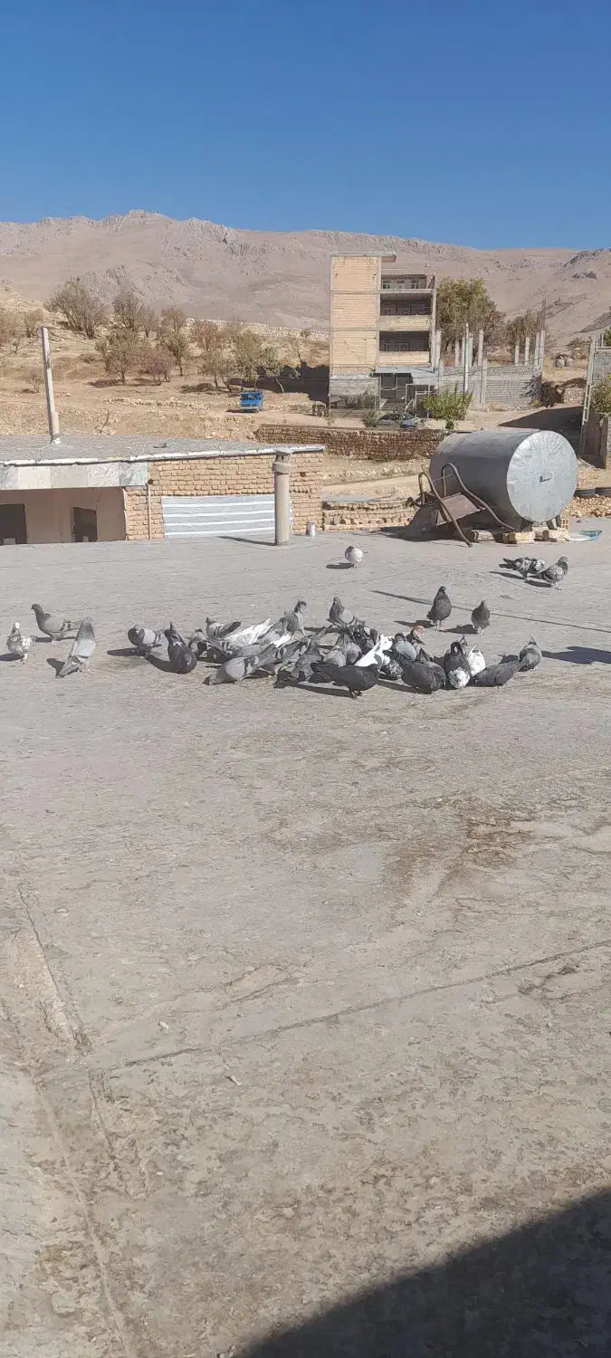 ۴۰تا کبوتر بدرد بخور|پرنده|بابا حیدر, |دیوار