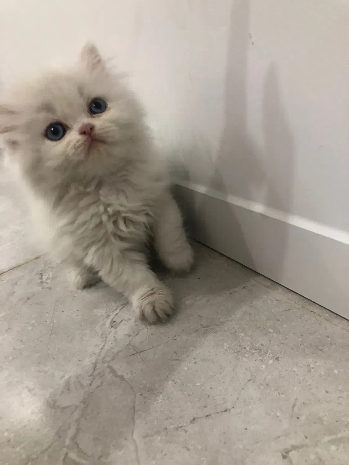 گربه پرشین اصیل|گربه|تهران, طرشت|دیوار