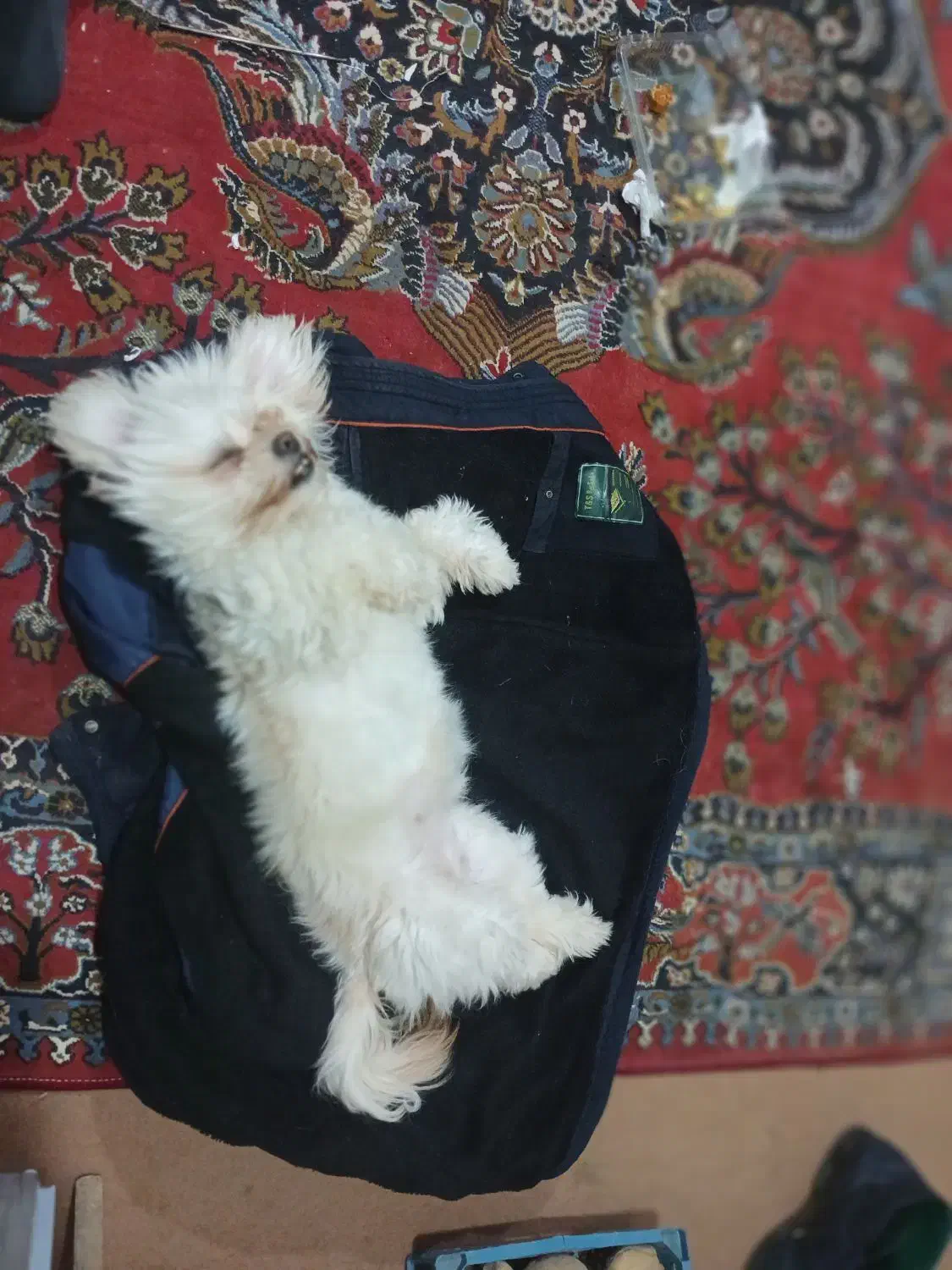 فروش طوله سگ 1سال۴ماه سنش ماده هست|سگ|اردبیل, |دیوار