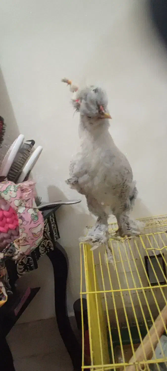 فروش خروس سلطان|حیوانات مزرعه|سمنان, |دیوار