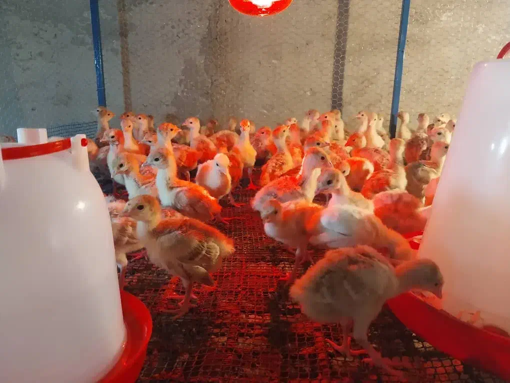 جوجه بوقلمون|حیوانات مزرعه|کوهی‌خیل, |دیوار