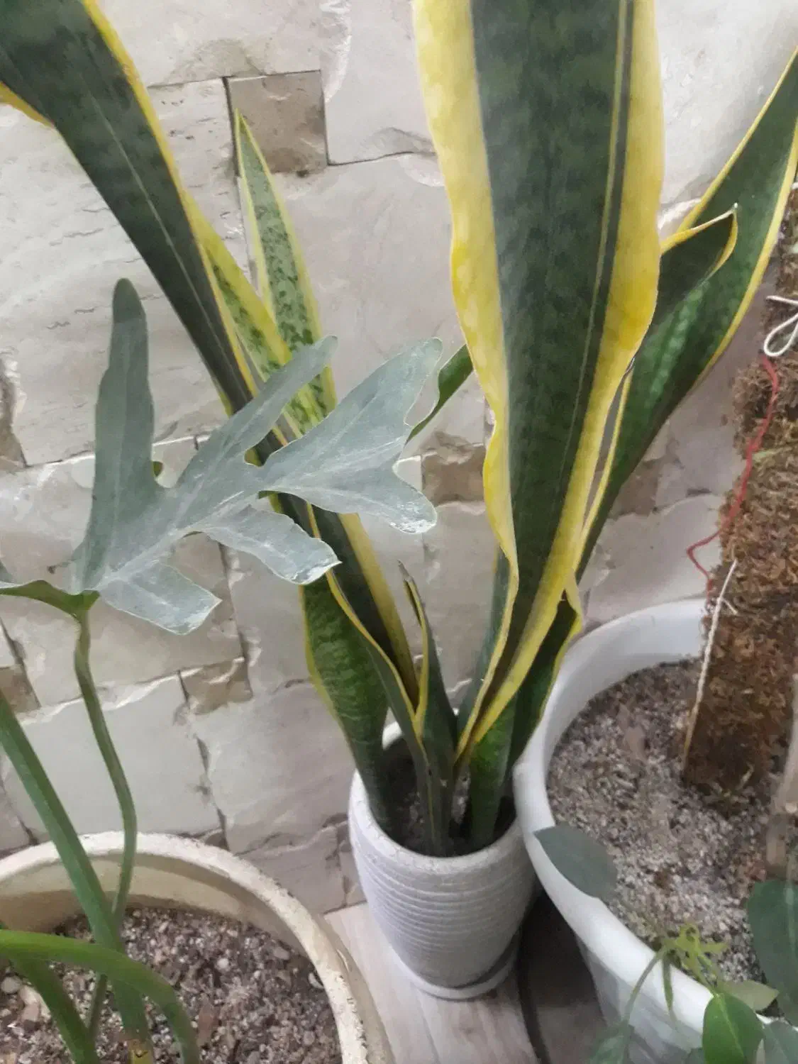 پتوس و سانس|گل و گیاه طبیعی|کاشان, فاز ۲ ناجی آباد|دیوار