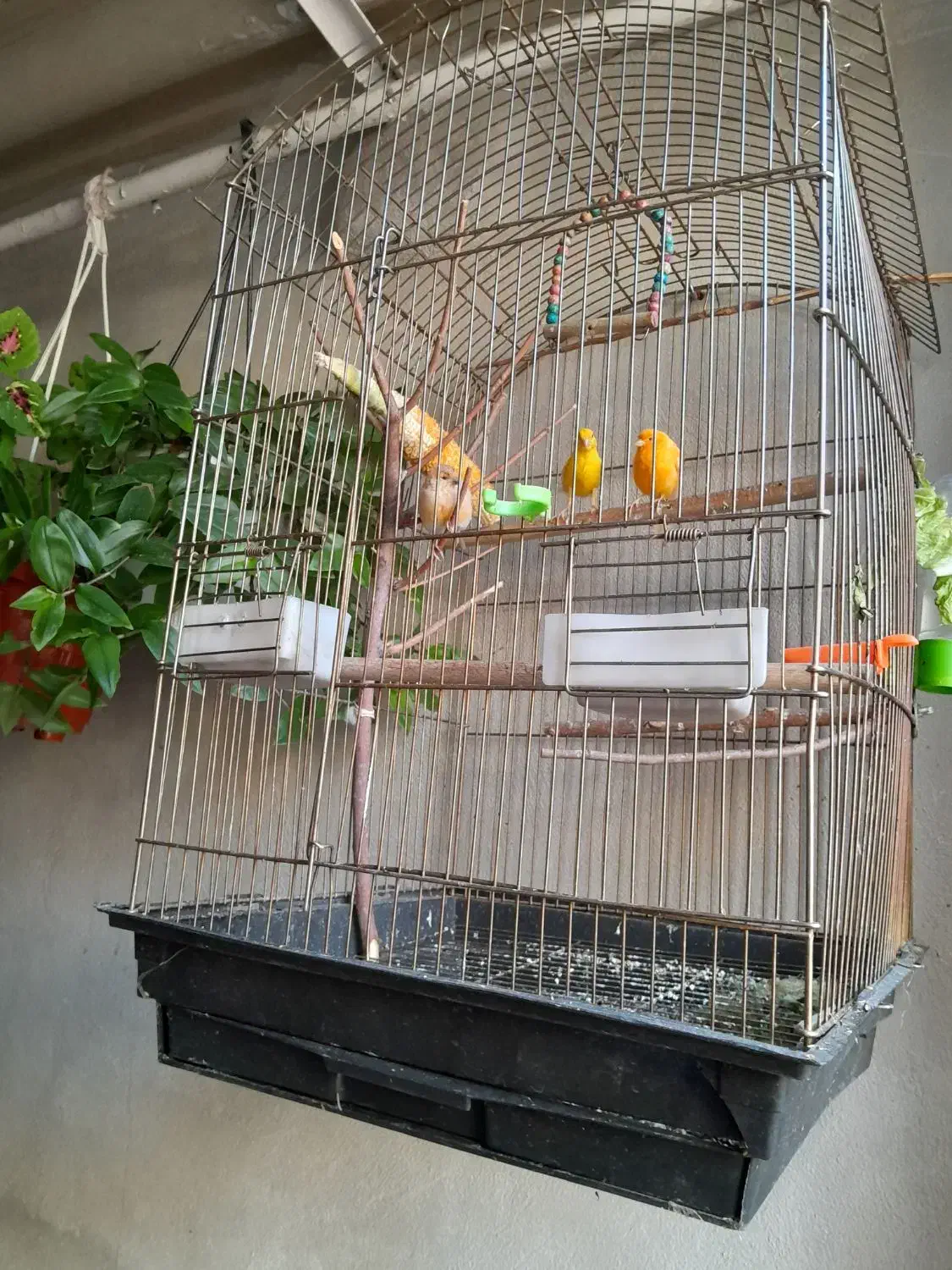 ۴تاقناری|پرنده|خوی, |دیوار