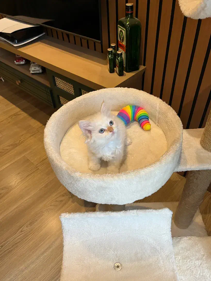 گربه های پرشین و بریتیش اصیل|گربه|نوشهر, |دیوار