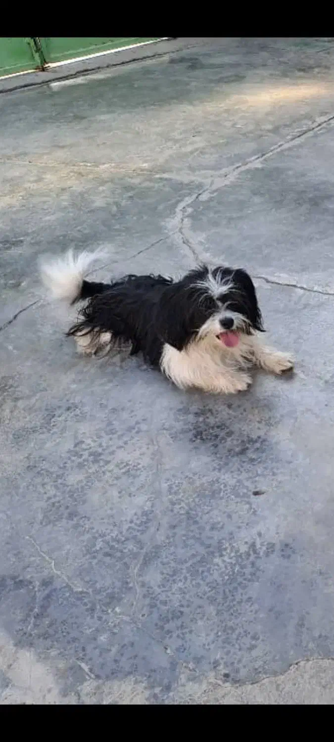 فروش بلا و ببری|سگ|مسجد سلیمان, |دیوار