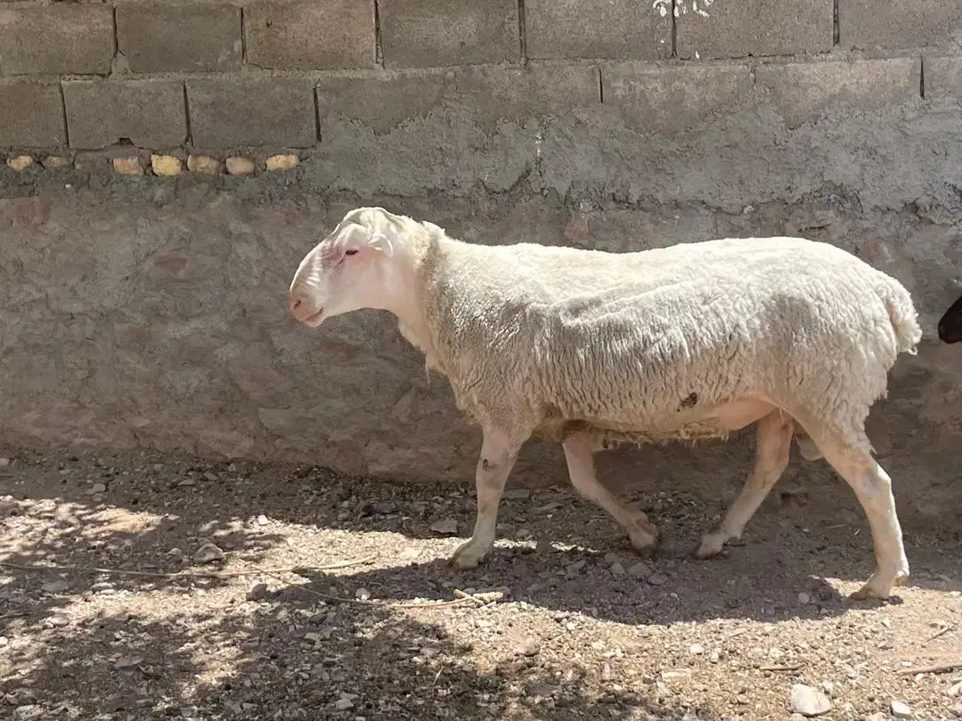 قوچ لاکن|حیوانات مزرعه|سیستان, |دیوار